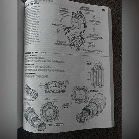 Anatomy Color Book - detailed! by Wynn Capit - Picture 3 of 4